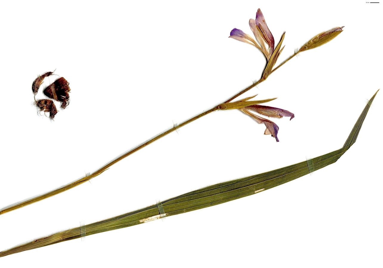Gladiolus italicus (Iridaceae)